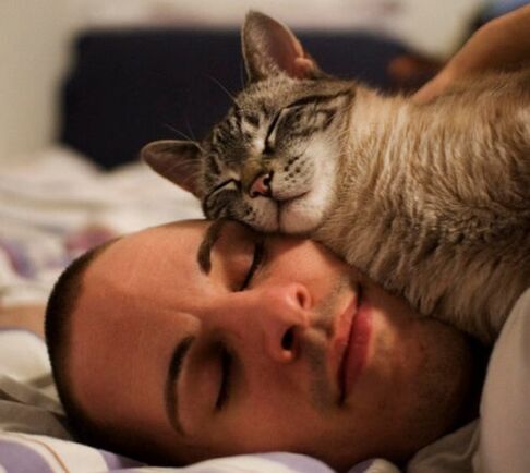 ύπνος με μια γάτα ως αιτία παρασίτων